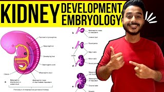 development of kidney embryology  kidney development embryology  development of renal system [upl. by Scharf759]