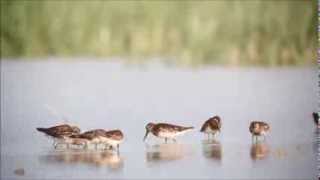 Broad billed Sandpipers Limicola falcinellus in Ukraine [upl. by Aleen101]