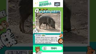 동물퀴즈 영상과 힌트를 보고 이 동물의 이름을 맞춰보세요 동물퀴즈 두뇌발달 퀴즈 동물 포유류 일반상식 일반상식퀴즈 퀴즈탐험신비의세계 포유류 멧돼지 [upl. by Kifar]