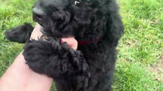 Moyen Poodle Puppies in Michigan [upl. by Nauqal]