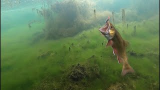 ICE FISHING for BROOK TROUT Underwater View  Catch amp Cook [upl. by Ahsineb77]