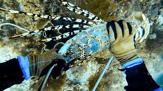 Giant Tropical Rock Lobster Commercial Diving Shown By A Professional [upl. by Barby]