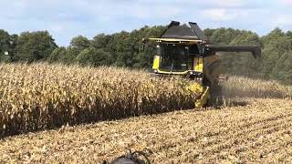 ŻNIWA KUKURYDZIANE 2024 harvest maize łódzkie johndeere newholland [upl. by Airtemad]