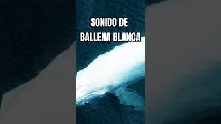 El Misterioso Sonido de las Ballenas Blancas ¡Escúchalo Aquí Efecto de Sonido Real 2024 [upl. by Alicirp]