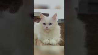 White cute catbilliyan billiyan teriyan akhiyan 💓💓ytshorts [upl. by Arondel]