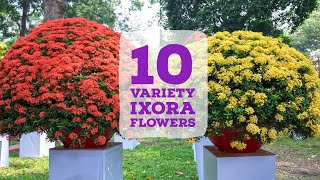 10 Different Ixora plants and flowers  Ixora variety  Ixora flowers  Ixora plants  Chethi Poo [upl. by Naveb]