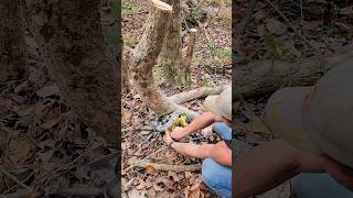 Cutting firewood with Skilsaw [upl. by Ahsap123]