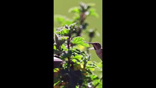 Did You Know Hummingbirds Flap Their Wings Up to 80 Times per Second  Hummingbirds Birds [upl. by Ytirehc156]