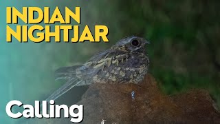 Indian Nightjar  Caprimulgus asiaticus  calling nightjar [upl. by Geraud]