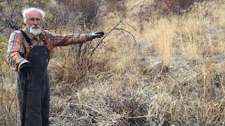 How to Harvest Lomatium with Michael Pilarsk quotSkeeterquot [upl. by Alleyn]