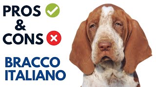 Bracco Italiano Pros and Cons  Bracco Italiano Advantages and Disadvantages [upl. by Aleira802]