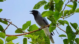 Black Faced Cuckoo Shrike  Birds  Bird Sound  nadodikathaigal  Tamil  Travel  Australia [upl. by Hnaht63]