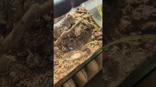 Tour of my desert ecosystem vivarium beetle insects ecosystem desert bugs terrarium bdfb [upl. by Konyn]