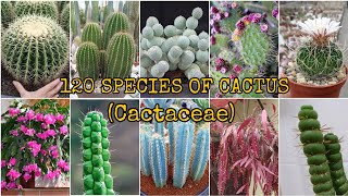 120 SPECIES OF CACTUS Cactaceae [upl. by Proudfoot]