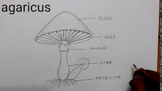 how to draw agaricus I how to draw agaricus diagram I how to draw a mushroom agaricus diagram [upl. by Pol]