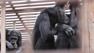 chimpanzees grooming [upl. by Akemad]