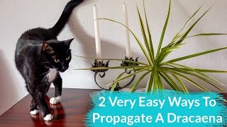 2 Very Easy Ways To Propagate A Dracaena [upl. by Weiser]