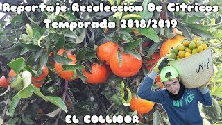 Reportaje Recolección De Cítricos Temporada 20182019 [upl. by Friend]