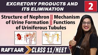 Excretory Products and its Elimination 02  Structure of Nephron  Class11NEET  RAFTAAR [upl. by Kronfeld]