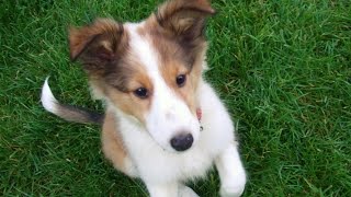 Cute sheltie puppy growing up [upl. by Loesceke]