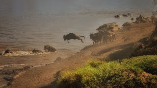 The Great Migration 2024 the Mara River Serengeti [upl. by Balling]