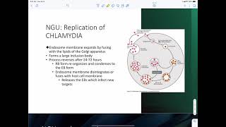 Chlamydia Trachomatis [upl. by Neik]