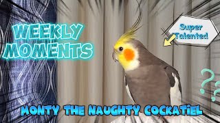 Monty The Naughty Cockatiels weekly moments ❤️❤️part 49❤️❤️ monty viral [upl. by Yggep]