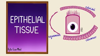 Epithelial Tissue  Epithelial cells  Classification  Histology [upl. by Eveline]