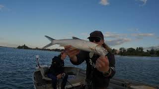 Fishing the Maroochy river with soft plastic and surface lures TrevallyGiant herringQueenfish [upl. by Esinel]