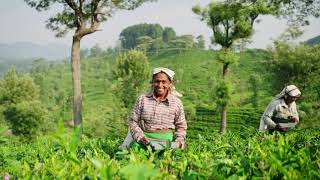 sri lanka smiling workers in field [upl. by Gerti]