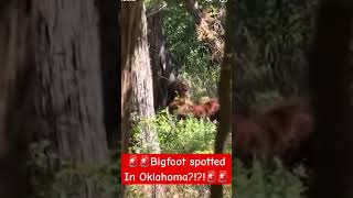 New Video Footage Of Bigfoot In Oklahoma [upl. by Lazaro738]