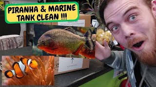 Piranha amp Marine Tank Clean  Snake Island Exotics [upl. by Elleined]