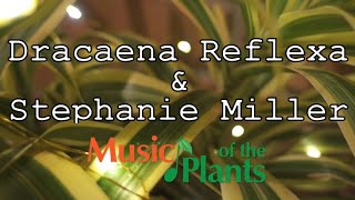 Music of the Plants  Dracaena Reflexa Bamboo M  Stephanie Miller Harp [upl. by Willow]