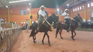 22⁰ Festival de Mulares  Titiribí Antioquia Colombia [upl. by Jobyna851]