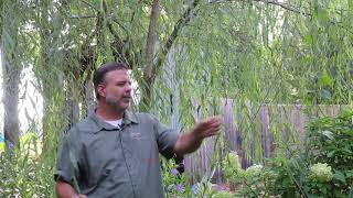 Weeping willow Salix babylonica  Plant Identification [upl. by Einhorn626]