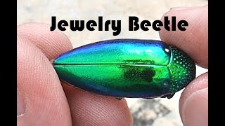 Jewelry Beetle  Sternocera aequisignata [upl. by Ellecrag]