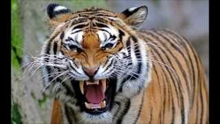 North Bengal Tiger  the 2nd Largest and Strongest Tiger in the world [upl. by Galliett37]