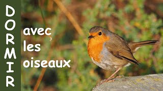 3h de chant doiseaux  Se relaxer se calmer dormir avec les oiseaux de la forêt  Méditation TV [upl. by Nuarb]