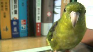 Lineolated parakeets how to learn singing [upl. by Nnylkcaj]