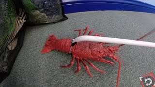 Scuba Florida  How to snag lobsters with one finger [upl. by Ahsiruam]