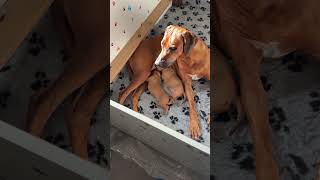 Masai Mara Idra and her Puppies ❤️ rhodesianridgeback puppies cuccioli ridgeback [upl. by Merrell]