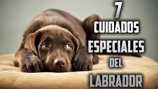 Cuidados para un Labrador Retriever  Top 7 Cuidados Especiales para un Labrador Retriever [upl. by Las733]