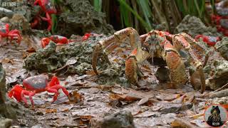 Red crab vs Coconut crab [upl. by Yelyk140]