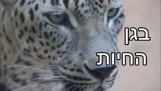 שיר עד  ביקור בגן החיות  מילים מרים אביגל  לחן יוסף הדר  שירה מרים אביגל 1962 [upl. by Eecram]