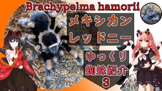 【ゆっくりタランチュラ紹介】メキシカンレッドニーの特徴と飼育方法【Brachypelma hamorii】生き物 虫 ゆっくり実況 ゆっくり解説 [upl. by Annabal]