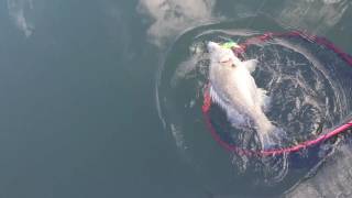 Yellowbelly  Golden Perch  McGrath lures Australia  Lake Hume [upl. by Malloy]