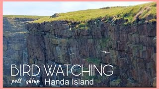 BIRD WATCHING at Poll Ghlup Handa Island TARBET SCOTLAND [upl. by Buna]