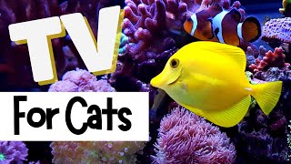 TV for Cats  🐟 Fish Up Close 🐡  RELAXING WATER SOUNDS  Videos for Cats To Watch [upl. by Trant935]