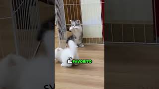 Gatos peleando ¿Por que pelean 😱 gatos cosasdegatos shorts [upl. by Lattie]