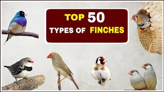 Top 50 Types of Finches  Finches and Names [upl. by Ramas432]